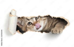 Funny cat licking own lips in paper hole - Image 2