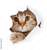 Funny cat licking own lips in paper hole - Image 3