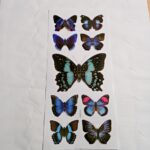 Butterfly 3D Wallsticker FD-AC005