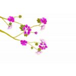 Hibiscus Wall Sticker, Wallpaper, Rental Friendly, Removable, DIY, Redecor, Interior, Flower, Tree, Hibiscus, Pink size 50x70 ay723 - Image 4