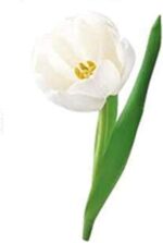 Flowers Wall Sticker (PVC Vinyl, 70 cm x 50 cm) Self Adhesive Sticker - Image 6