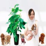 Fun Plant Pot Ball Flower Basket Fence Dog Tree Wall Sticker Ay7112 - Image 2