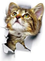 3D Hole Pop Out Cat Vivid Smashed Toilet Decal Wall sticker Bathroom Kicthen Decorative Decals Animals Poster PVC - Image 2