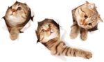 XH6215 3D Stickers Animals Large Cat Stickers Wall Cute Cat Wallpaper Art Decoration for Bedroom, Nursery, Toilet, Kitchen, Living Room, Boys and Girls - Image 2