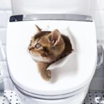 Cortina Dark Cat Black Art Theme Wall Sticker - Image 2