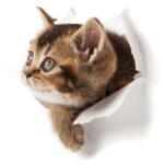 Cortina Dark Cat Black Art Theme Wall Sticker - Image 4