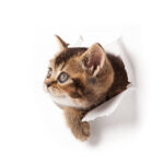 Cortina Dark Cat Black Art Theme Wall Sticker - Image 5